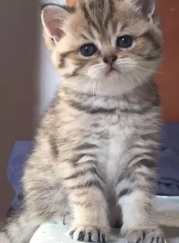 英短金渐层虎斑有偿领养