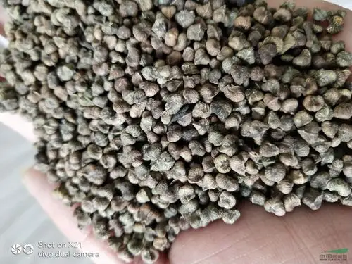 供应榉树种子榉树种子价格九江榉树种子