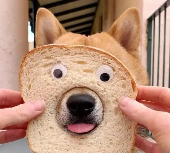 柴犬患钻洞强迫症看到圆圈就秒冲网友赞傻乎乎样子好可爱