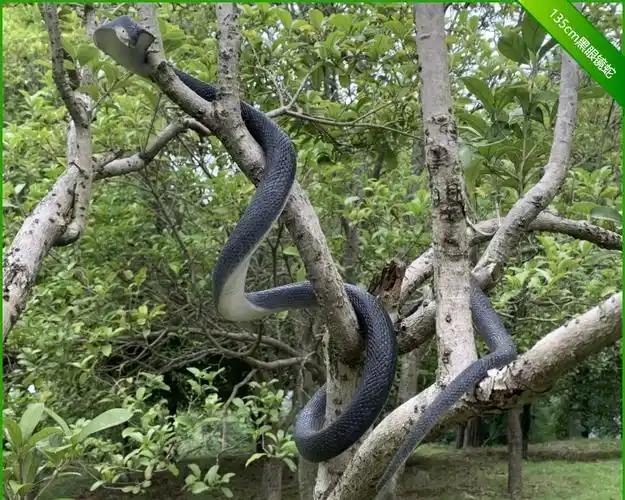 大号仿真蛇加长软胶吓人塑胶玩具蛇园艺花草装饰造景假蛇黑色软胶蟒蛇