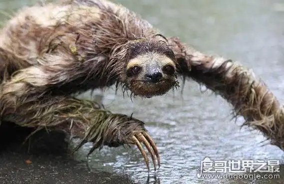 当地村民说这是一种水怪,也就是人们常说的水鬼,俗名叫做水猴.