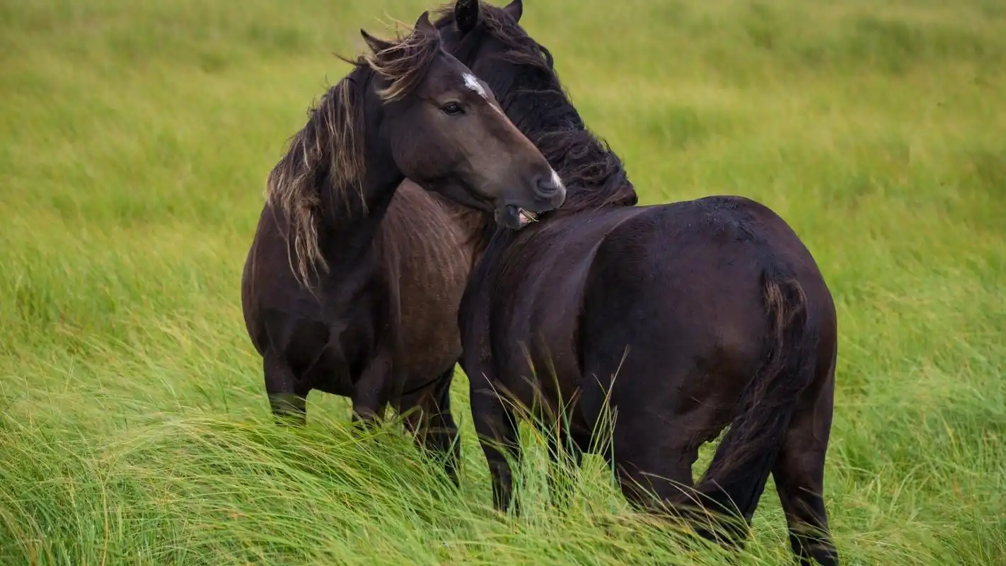 帅气马儿奔跑壁纸 马是一种非常聪明的动物 拥有惊人的长期记忆力