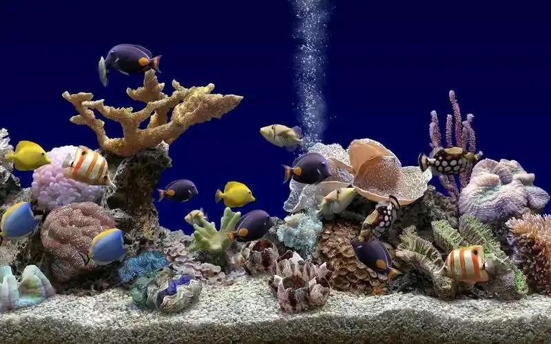 k3452 2k高清画质唯美海洋海底世界水族馆五颜六色鱼儿鱼群游动嬉戏