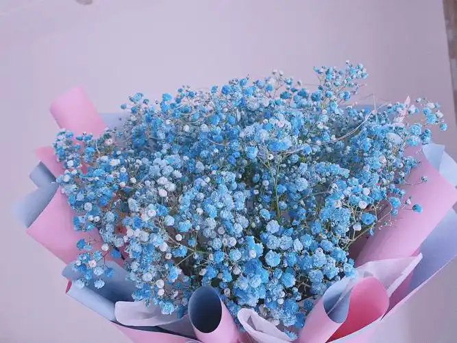 蓝色满天星的花语是真心喜欢你