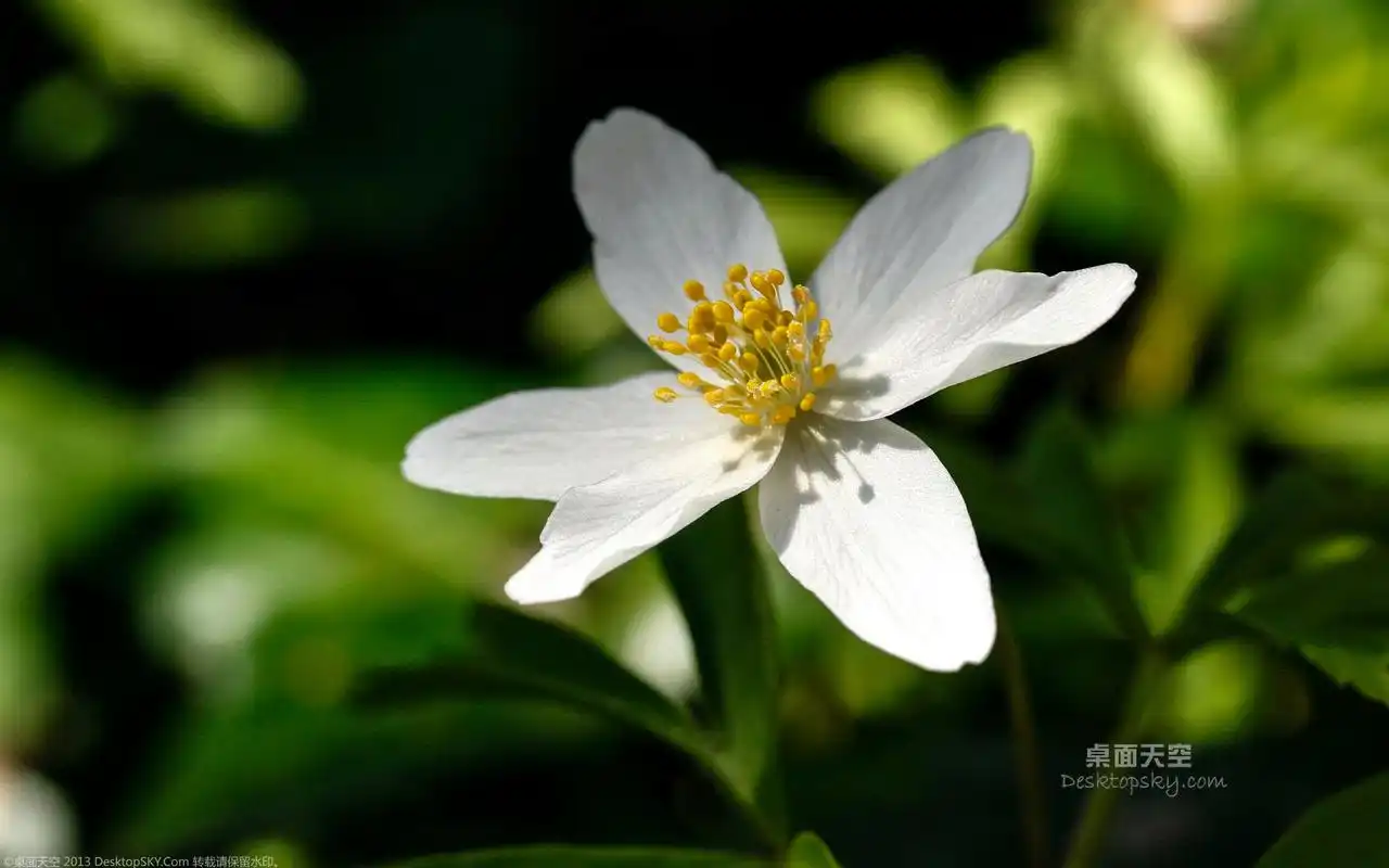 小清新唯美素雅花卉银莲花高清特写桌面壁纸(一)