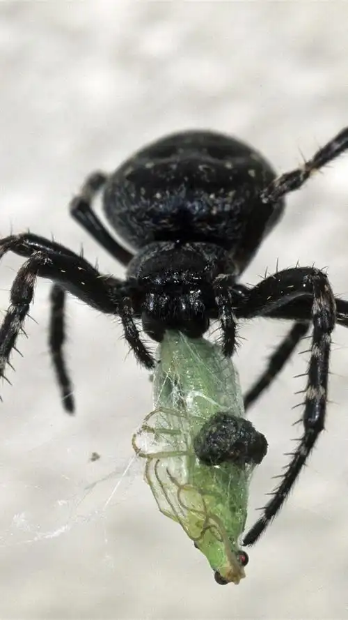 黑蜘蛛,昆虫 iphone 壁纸