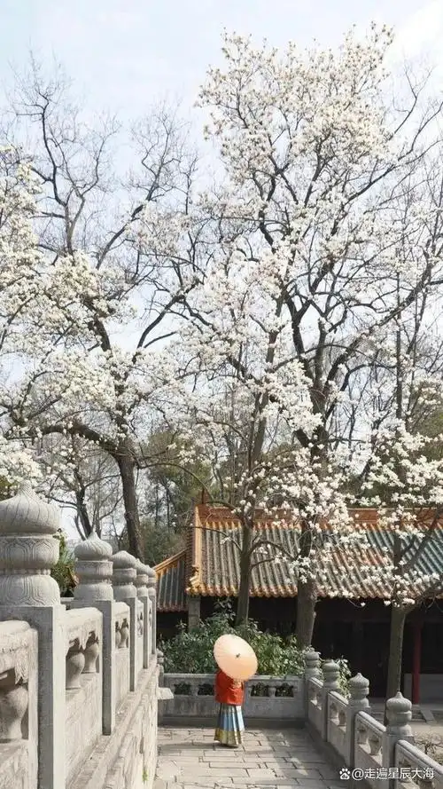 霸占了中国春天一半的美择一个春日共赴一场金陵春