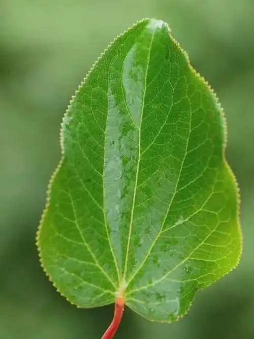 古老孑遗物种|国家Ⅱ级保护珍稀濒危植物:水青树_网易订阅