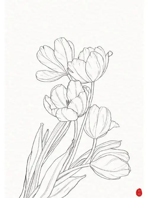 线稿手绘郁金香