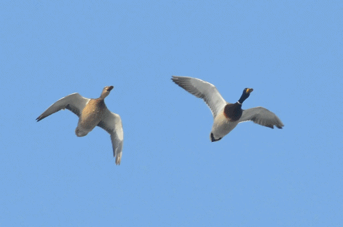 500_331gif 动态图 动图