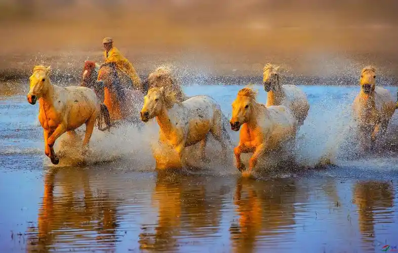 草原上奔腾的骏马
