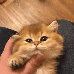 260_260gif 动态图 动图