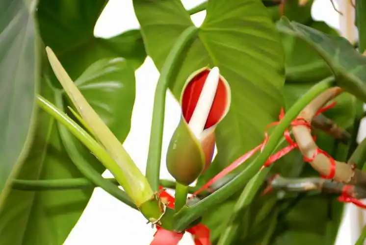 "绿宝石"开花了!