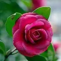 玫瑰花头像微信2019抖音超火玫瑰花头像点击鼠标右键下载