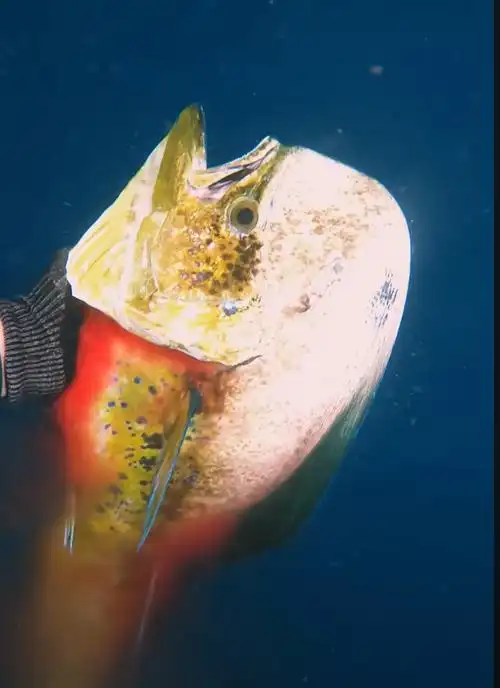 有时候,潜水员在水下会用鱼枪捕鱼,如果达到