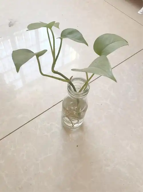 水培绿萝的方法和注意事项—c1703班蔡雨轩