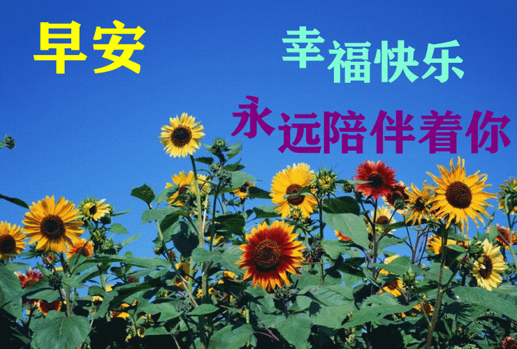 6张秋天最新特漂亮早上好鲜花图片带祝福语 2021最美秋日早安问候图片