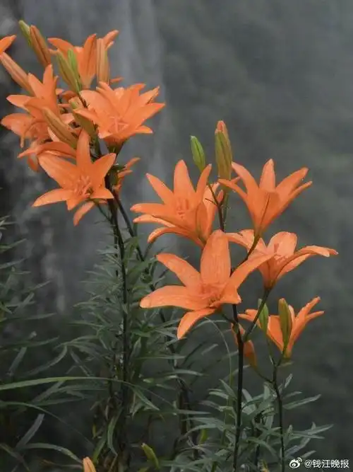 在悬崖上发现了神仙种的百合
