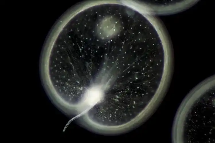 夜光藻(其他生物相关)夜光藻(noctiluca scintillans)