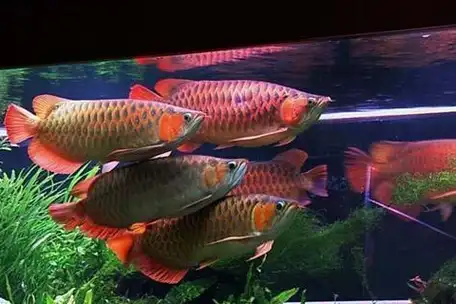 我们不想去饲养什么红龙,七彩,日本锦鲤,我们只是想养个小热带鱼或者