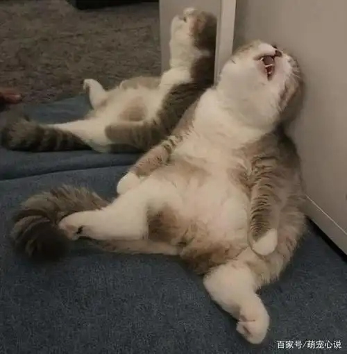 16张猫咪的搞笑图片,连睡个觉姿势都如此奇葩,笑哭网友