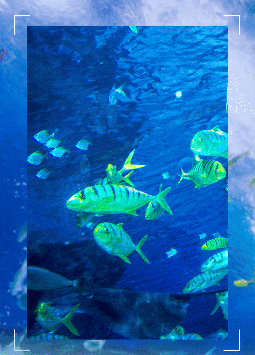 1000_1390竖版 竖屏gif 动态图 动图