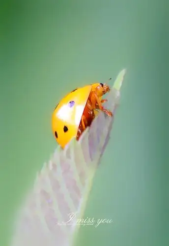 瓢虫视角(十三星瓢虫)