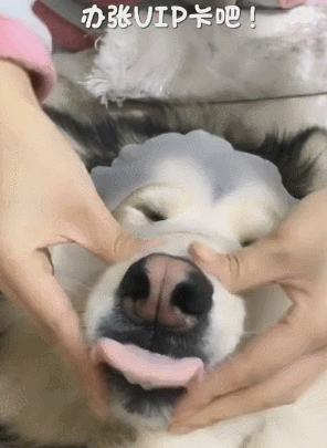 搞笑gif动态图国宝你能不能正经点拍照呢