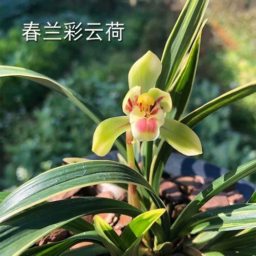 兰花苗彩云荷春兰金边矮种荷瓣线艺办公室内绿植盆栽花卉浓香