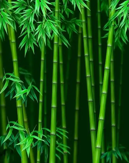 【分享】惊人的三大成功定律:荷花定律,竹子定律,金蝉定律!