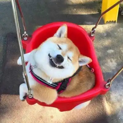 2018qq/微信头像呆萌搞怪汪星人头像大全