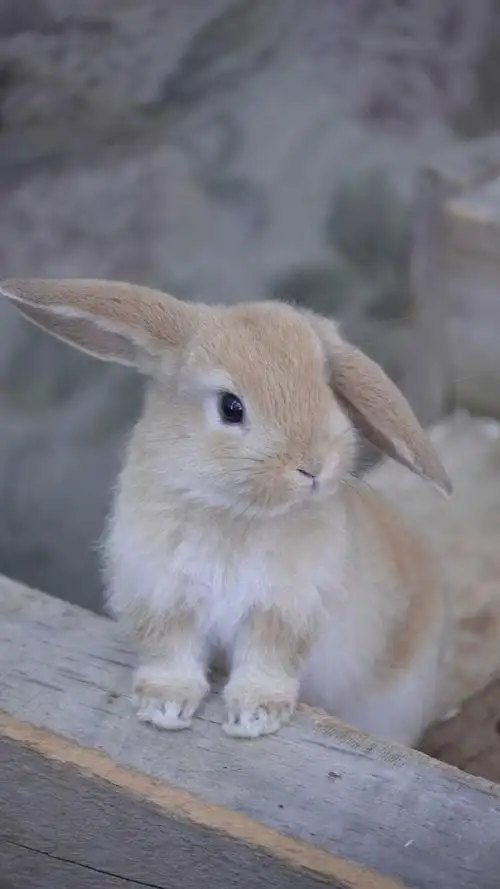 兔子,可爱动物,呆萌,萌萌哒,萌宠,手机壁纸呆萌兔子