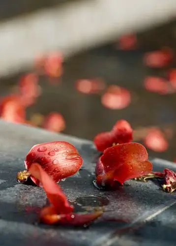 春天未曾 许诺我永恒 我也未曾 追求永远的生 花瓣雨飘落身后 何必