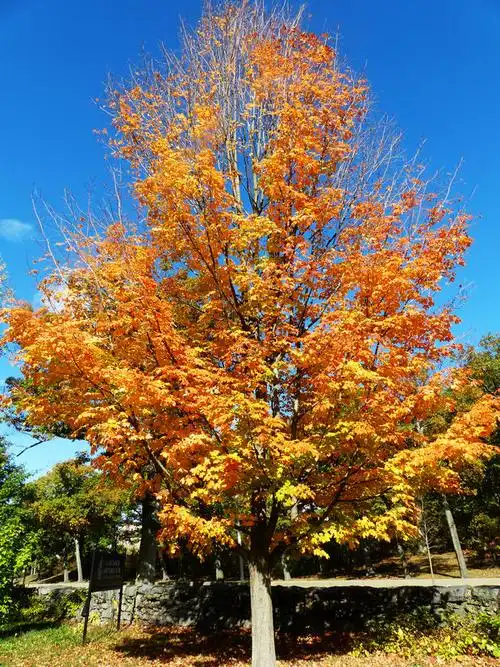 槭树科:黑糖槭(acer nigrum)与罗杰糖槭(acer saccharum var rugelii)