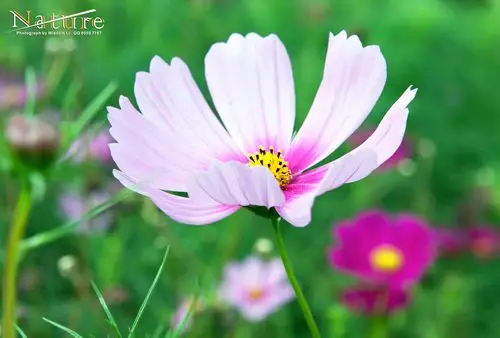 各种花花草草景观高清大集合 (自然生态类) |摄影