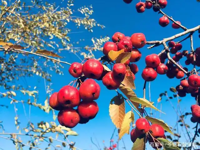 反之,今天的它们,落在了大地上,落在了人们的喜悦中,它们是成熟果实的