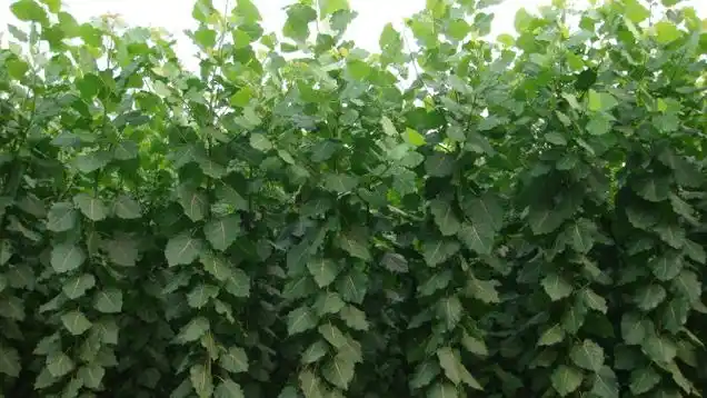 新疆杨树苗(新疆杨树苗耐寒吗)