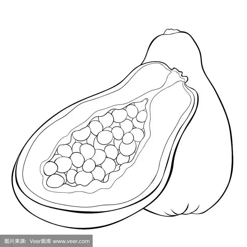 泰国的异国水果木瓜.矢量图
