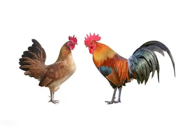母鸡有鸡冠吗怎么区分公鸡和母鸡,母鸡有鸡冠吗怎么区分公鸡和母鸡和