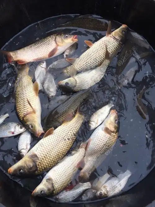 半天的渔获 鲤鱼狂拉 鲫鱼连竿