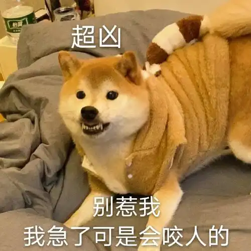 萌宠汪星人超凶别惹我搞怪逗gif动图_动态图_表情包下载_soogif