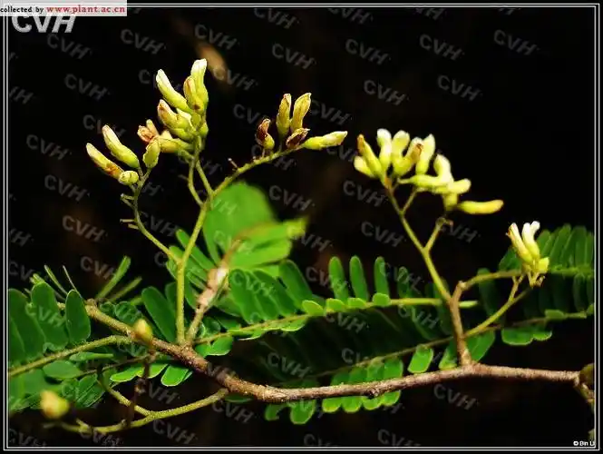 象鼻藤dalbergiamimosoidesfranch