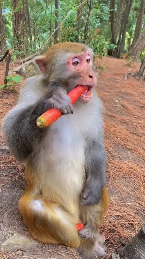 这泼猴吃东西真浪费