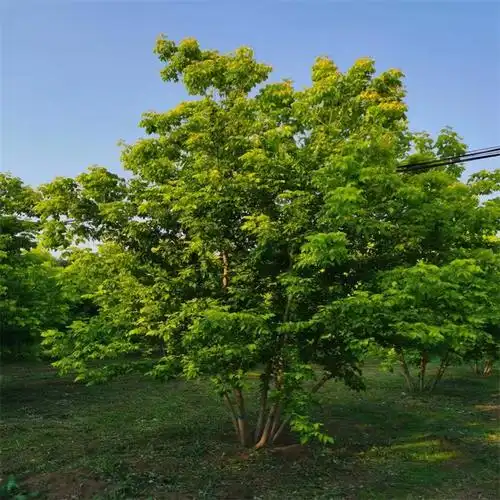 金叶复叶槭 丛生金叶复叶槭精选厂家 厂家直销 金叶复叶槭树