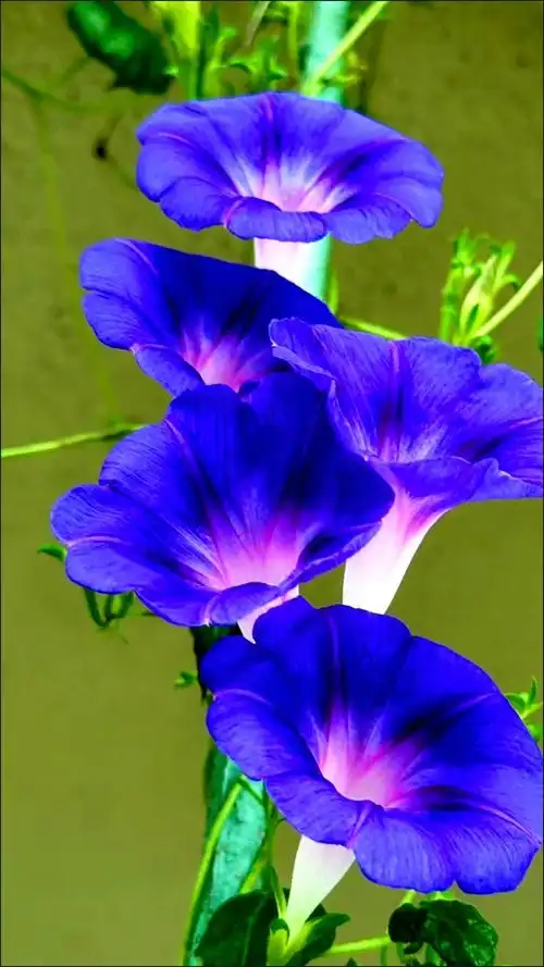 紫色的牵牛花在篱笆上缠绕,如同一串串悠扬的音符.