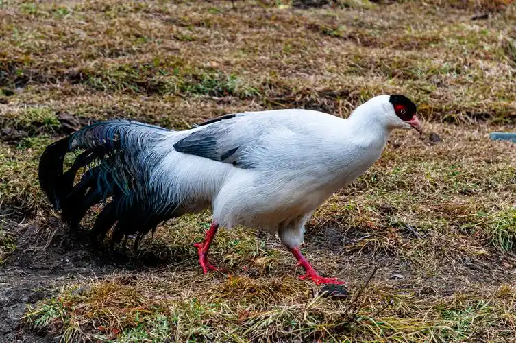 白马鸡又名雪雉,中国独有的古老物种,珍惜而又名贵,濒危保护动物.