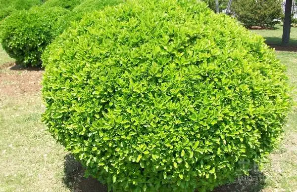 黄杨球价格详解 怎么修剪黄杨球-宁波装修装饰-宁波今日头条-宁波搜罗