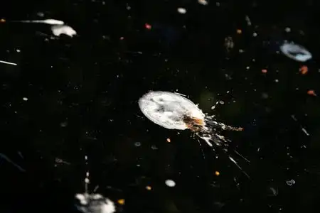 运气不好的车上有很多鸟屎.车的引擎盖和前车窗上有很多鸟粪.