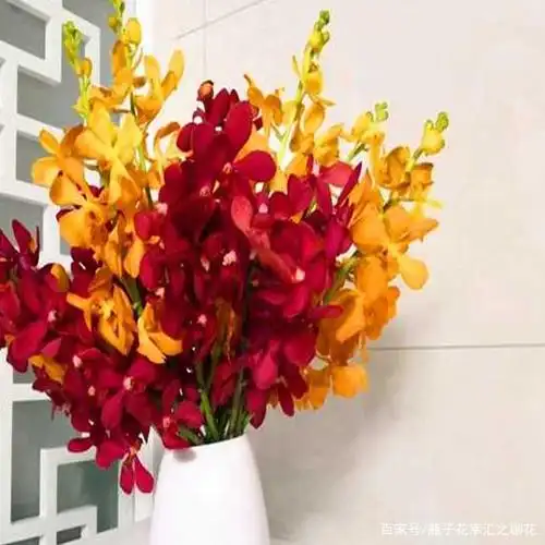 洋兰千代兰,橙黄玫红紫,你喜欢哪一款?