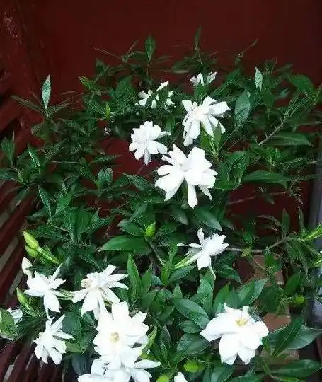 栀子花最怕它,碰上就没救,再上心都养不活!_方法_温度_湿度